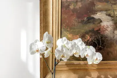 Planimetria di Studio apt Ancient Palazzo