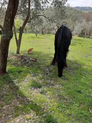 Altri animali domestici presso l'appartamento o nei dintorni