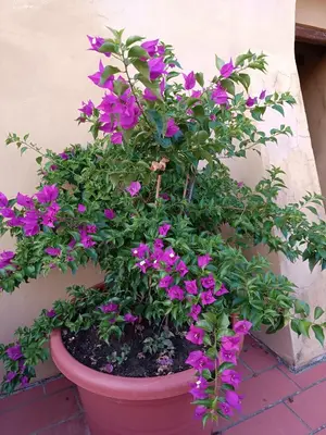 Giardino di Le Massucce