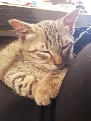 Ospiti di B&B DUE ABETI con animali domestici